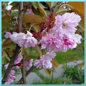 Foto von rosa Kirschblüten